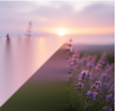 Delphinium flowers at sunrise